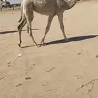 حواره عمره 5 شهور