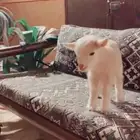 الماعز القزم متوفر تمارا