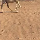 شقحا لقحه ملاقي كفوو