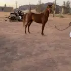 حصان شعبي تمم البيع