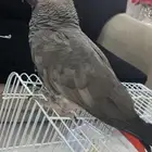 توصيل و نقل الطيور و الحيوانات الأليفه
