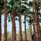 نخل واشنطن واشنطونيا