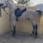 حصان حار الي يبغا مقاطع له يتواصل واتس