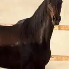 فرس انتاج  جواز