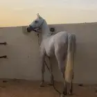 حصان واهو