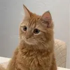 قطه شيرازيه للبيع