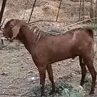 تيس فحل اجم ( تم البيع ).