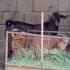 تيس ادهم اجم.