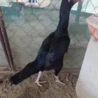 دجاج سندي بيور