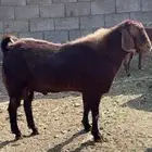 تيس فحل اجم ( تم البيع ).