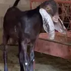 تيس اجم ادبس.