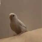 روز ضايع لونه ابيض