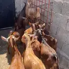 تيوس دهم ( تم البيع ).