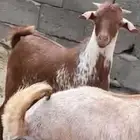 تيس اوشح ( تم البيع ).