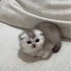 قطط كيتن سكوتش