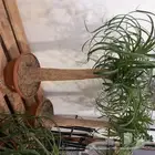 مشتل ابو مالك