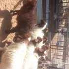 بهم نعيم تفريد وجمله