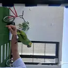 ببغاء امزوني بلوفرنت متكلم بطلاقه مليان كلام ماشاءالله