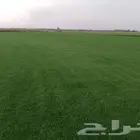مزرعه تيل سي 2000 صافي وطبيعي جرده اولى