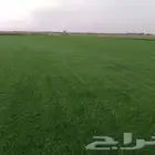 ثيل سئ 2000صافي وطبيعي الموقع الخرج