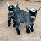 ماعز قزمي جوز مكس أمريكي مفطوم