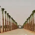 نخيل واشنطني ابو مروحة