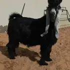 جذع عارضي خصصصم