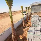 نخل وشنطونيا لزينت القصور والفلل والاستراحات والبيوت