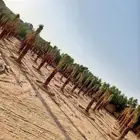 نخل (فسايل مثمرة نقايل زراعة ريتون )