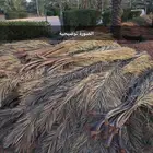 عسبان نخيل يابسة