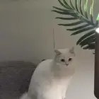 بسه للتبني للتواصل واتس