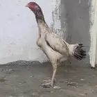دجاج شامو ياباني
