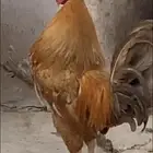 دجاج بلدي