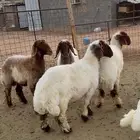 نعيم ثنوات للبيع طيبه