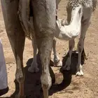 للببيع الخلفه