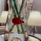 سمك الفايتر هاف مون متوفر تمارا