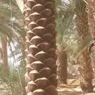 تبوك تكريب النخل وتنظيف وقلع وغرس النخل