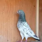 حمام باكستاني طيار