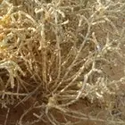 بذور نبات العجرم من اندر النباتات البريه 