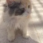 قطط تبني بدون رسوم