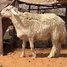 للبيع خروف حري فحل مشروط ثني