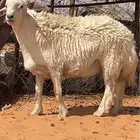 للبيع خروف حري فحل مشروط ثني