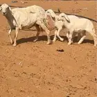 متبع حريه للبيع