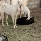 معزاء