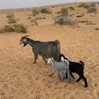 للبيع العنز معه توم تيوس الموقع جبه