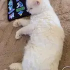 قط ضايع