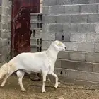 خروف فحل صنف فاخر ( تم البيع )