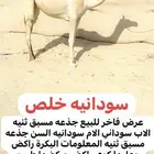 للبيع سودانيه خلص