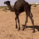 أربعه ثلاثه قعدان وبكره