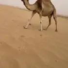 عمانيه على سياف الخيارين
